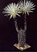 Tropica Südamerikanischer Seeigelkaktus (Echinopsis mirabilis) - 40 Samen