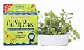 Cat-about Single-cat Catnip Plus Tub 60 Grams By Miraclecorpgimborn from Gimborn
