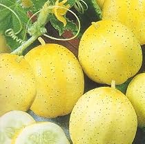 Organic Heirloom Lemon Cucumber 75 Seeds -SALE*