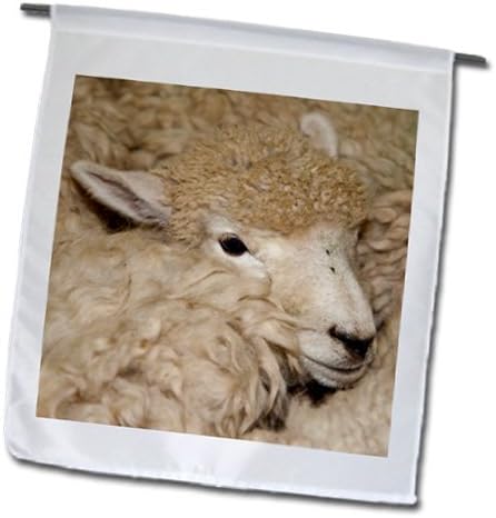 Danita Delimont - Sheep - Merino Sheep, National Museum of Sheep and Shearing, New Zealand. - 18 x 27 inch Garden Flag (fl_208018_2)
