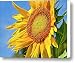 Sun King Canvas Print / Canvas Art - Artist Arthur Bohlmann