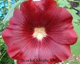 No. 107 Scarlet Alcea Rosea Hollyhock 30 Flower Seeds Plus Additional Package 51xtSy5NjiL. SL160 No. 107 Scarlet Alcea Rosea Hollyhock 30 Flower Seeds Plus Additional Package