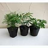 人気の虫よけハーブ3品種セット：ニーム・蚊連草・カよらず[春から夏の必需品！大人気の3種セット]