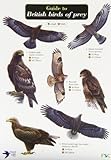 Guide to British birds of prey