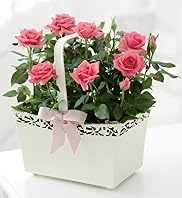 Breast Cancer Awareness Month Rose Tin