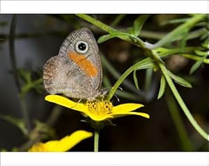 Rainforest Brown Butterfly feeding on nectar of Lipia flower Photographic Prints