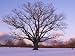 Lone Oak Tree in Delaware Park Photographic Poster Print by Melissa Farlow, 24x18