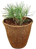 DuneCraft Grow Your Own Tree-Pine