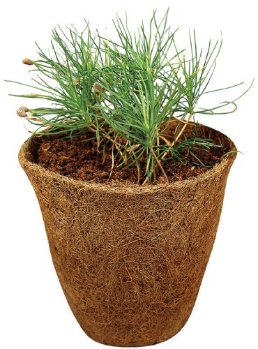DuneCraft Grow Your Own Tree-Pine Image DuneCraft Grow Your Own Tree-Pine