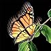 Elegant Aliform Monarch Moving Butterfly