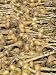 Maincrop Onions Being Dried on Frames in Large Garden, Norfolk, UK Photographic Poster Print by Gary Smith, 30x40