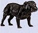Bixter the british bulldog statue english style dog New (Digital Angel Decor)
