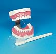 Hager Worldwide Brush-n-floss Study Model Xl-tbrsh Ea - Model 355636