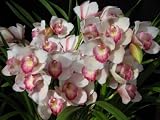 Cymbidium Orchid Plant Collection 5 Different Colors - Blooming Sized Plants