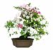 Brussel's Satsuki Azalea Specimen Bonsai, Age: 30 Yrs; Height - 23-Inch, ST5026SA-H