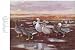 7.5 X 11 Double-Sided 1955 Colour Plate, (American Birds) Canada Goose, American Brant, Whistling Swan & White-front Goose, Greater Snow Goose, Blue Goose