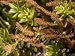 Phyllocladus Aspleniifolius Var, with Male Catkins, New Zealand Photographic Poster Print by Bob Gibbons, 24x18