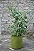Tierra Garden 50-VIG10 Haxnicks 4.0 Gallon Vigoroot Pots, 3-Pack