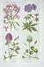 1919 Flowers Ragged Robin Crane'S Bill Red Clover White