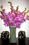 Floral Fresh Cut Flowers - Nora Mokara Orchids with Vase