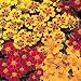 Marigold French Sparky Mix 500 Seeds