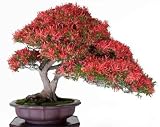 Crimson Bonsai - 36