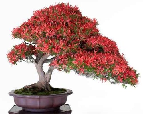 Crimson Bonsai - 36