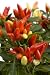 Red Hot Chili Pepper Tree - 60