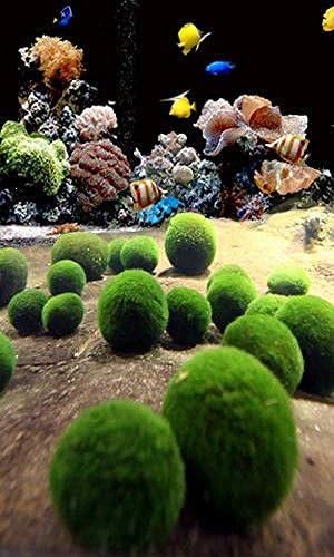 Nano Marimo Ball x 5-Live Aquarium Plant Fish Tank BP