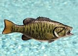 Taxidermy 12 Fiberglass Small Mouth Bass Wall Mount