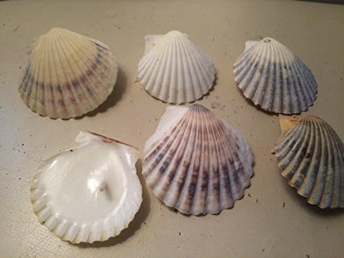 6 Scallop Shell Candles from Cape Cod