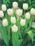 51xxpz AphL. SL160  8 Triumph White Dream Tulip Flower Bulbs, Perennial