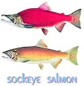 British Columbia Smoked Sockeye Wild Salmon Fish Pound 16oz