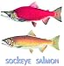 British Columbia Smoked Sockeye Wild Salmon Fish Pound 16oz