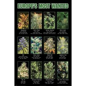 Europe's Most Wanted (Pot Plants) Art Poster Print - 24" X 36"