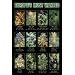 Europe's Most Wanted (Pot Plants) Art Poster Print - 24" X 36"