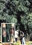 Iron Bamboo 20 Seeds - Dendrocalamus strictus - HUGE
