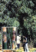 Iron Bamboo 20 Seeds - Dendrocalamus strictus - HUGE - FREE SHIPPING ON ADDITIONAL HIRTS SEEDS