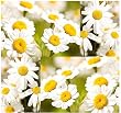 30 PYRETHRUM DAISY SEEDS KILL BUGS INSECTS ~ NATURAL MOSQUITO REPELLENT ~~