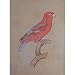 India Paper Paintings Miniature Art Drawings (mbird005)
