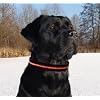 LED Halsband Hundehalsband Leuchthalsband f�r Hunde in der Farbe rot Gr��e L (42-64 cm) NEU von der Marke PRECORN
