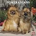 pomeranian1 - Pomeranians 2010 Wall Calendar