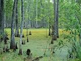 Atchafalaya Swamp Near Gibson in the Heart of 'Cajun Country', Louisiana, USA Photographic Poster Print