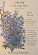 Lobelia Cambridge Blue Heirloom Seeds 400 Seeds