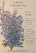 Lobelia Cambridge Blue Heirloom Seeds 400 Seeds