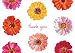 Entertaining with Caspari Zinnias Thank You Notes