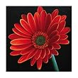Carly 1122 Original Hand-Painted Oil on Canvas by Carl Sebastian - 32x32"