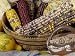 Squash, Corn, and Beans: the Three Sisters of Native American Agriculture Photographic Poster Print, 9x12