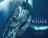 Beautiful Whale