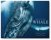Beautiful Whale